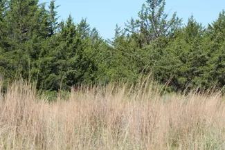 Tall mixed prairie grasses with trees in the background.