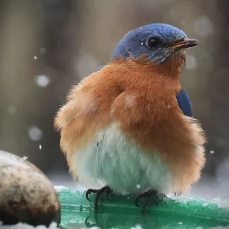 An eastern bluebird perches on the edge of a bird bath in winter.