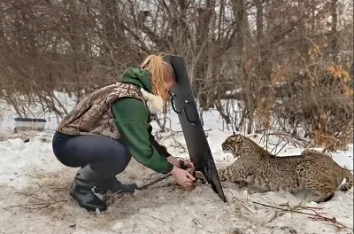 trapper works through a barrier to release a trapped bobcat