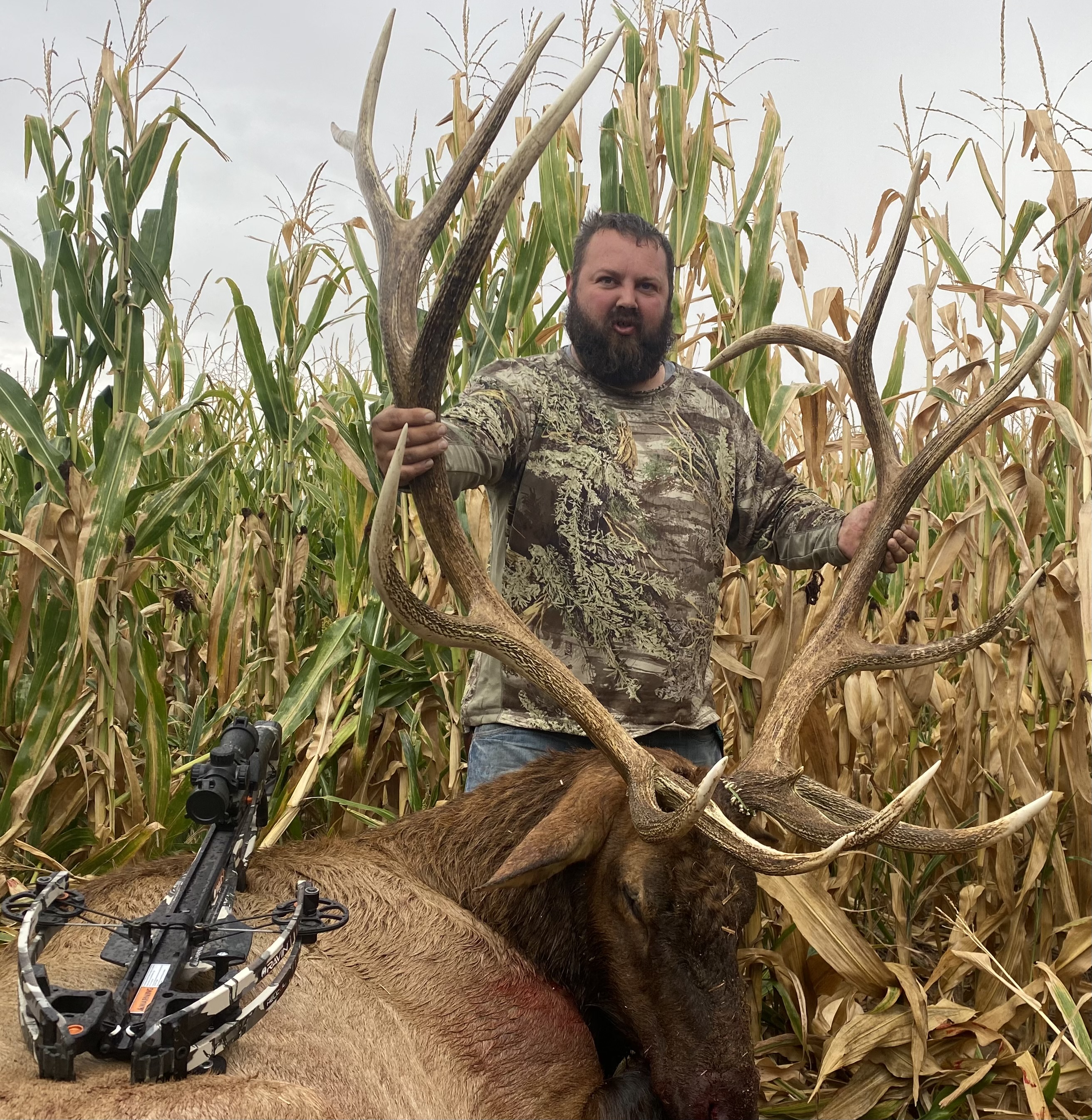 Typical Elk Elliott Fry 