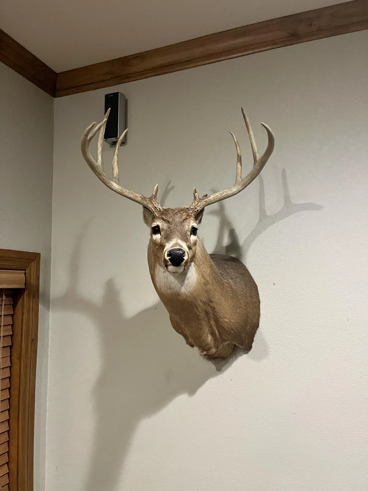 Typical Whitetail Deer Stephanie  Lee 