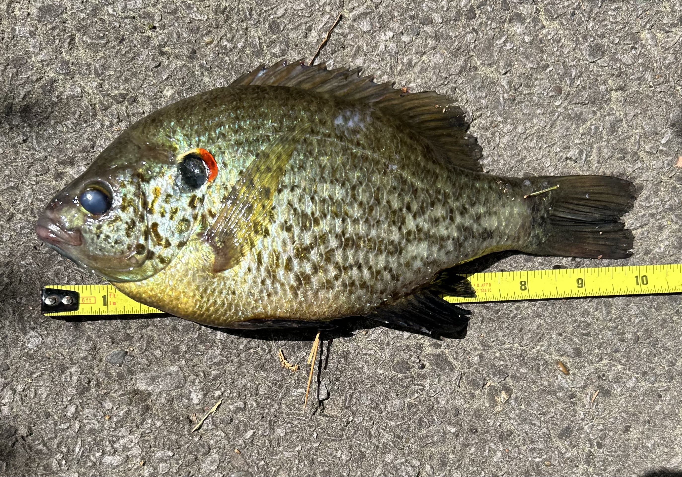 Redear Sunfish