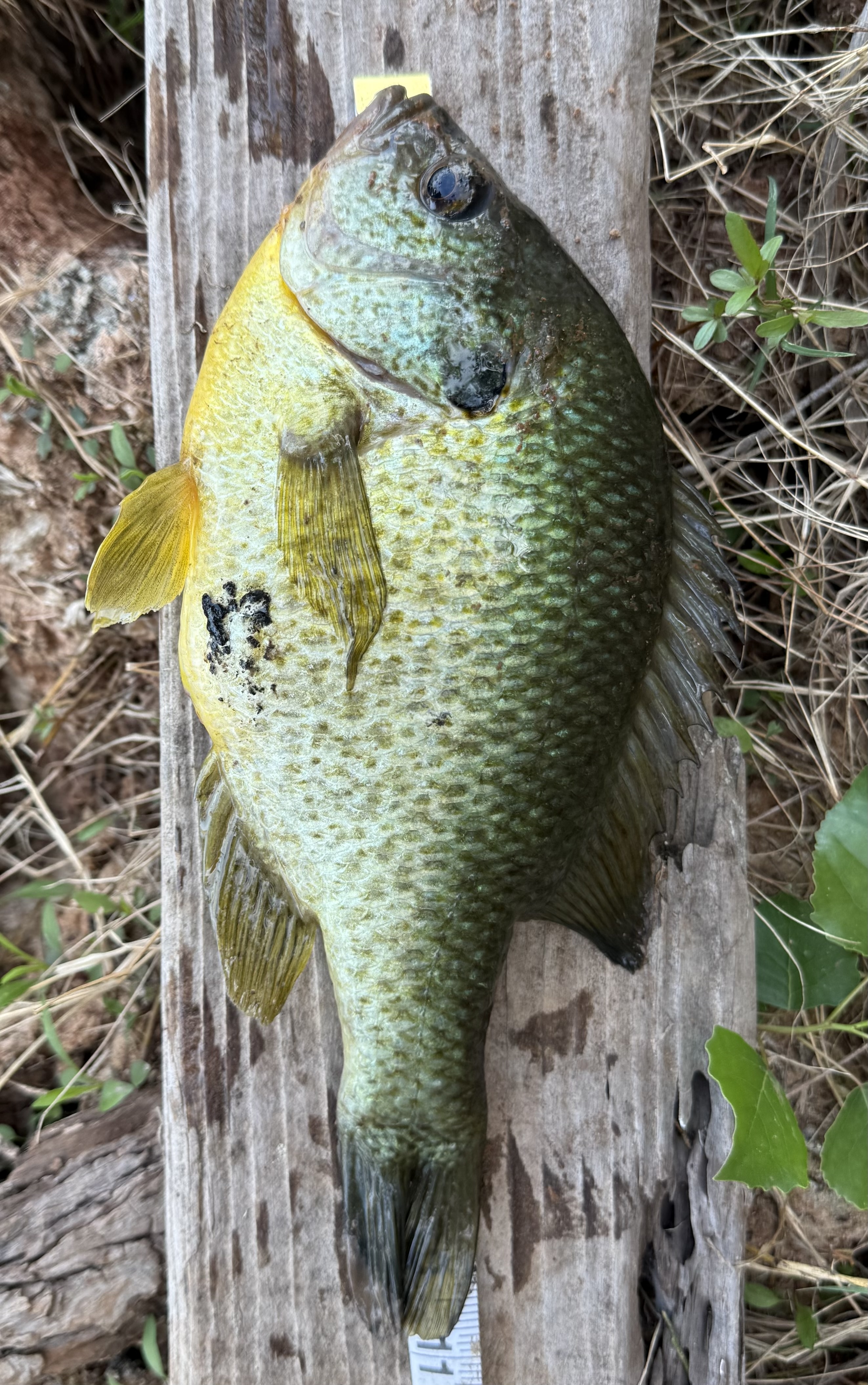 R. Ryswyk Sunfish measured