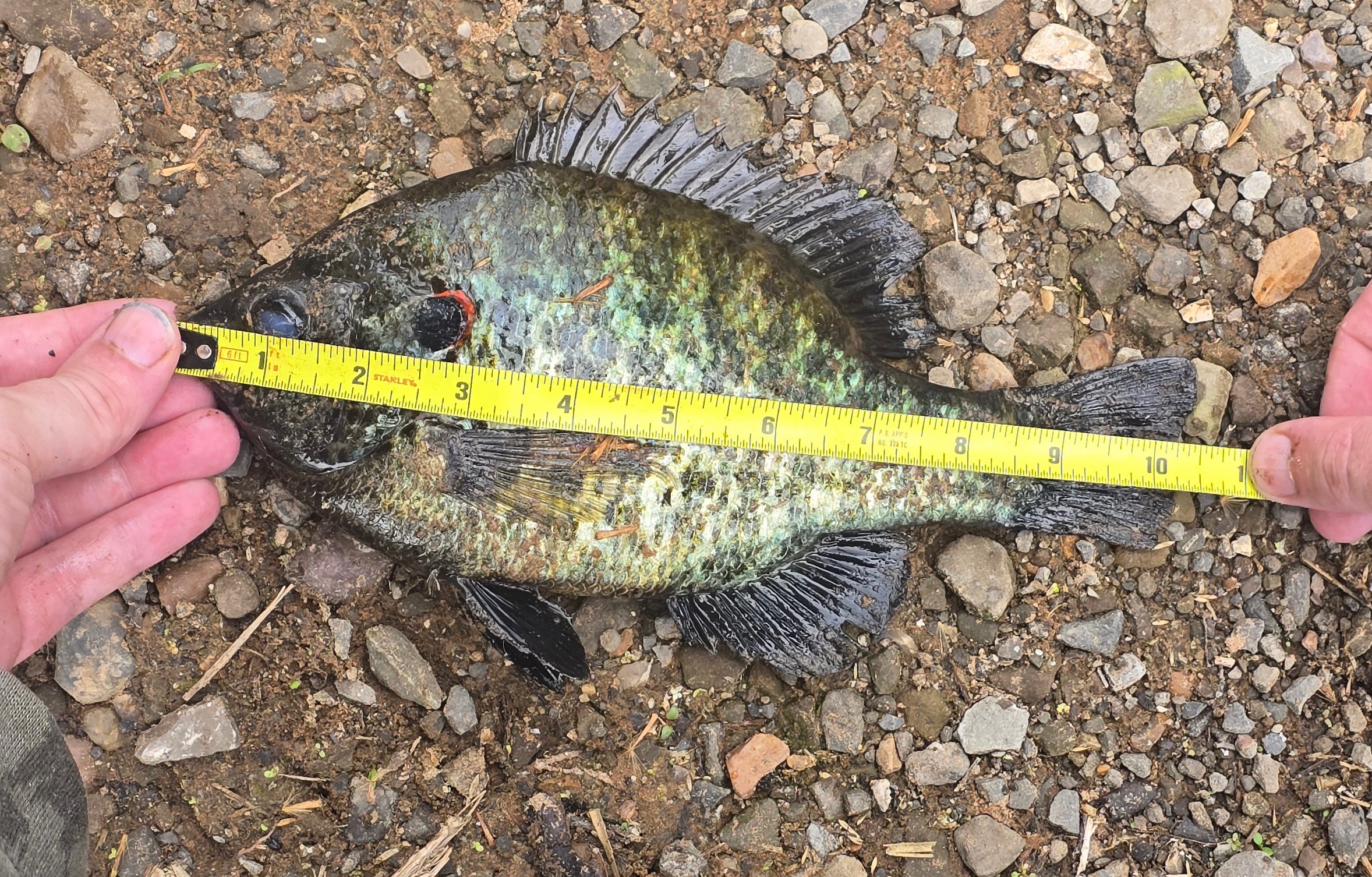 L. Felczak Sunfish measured